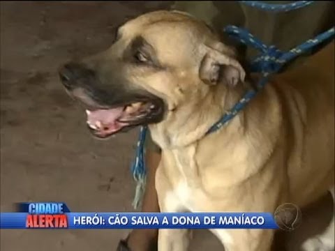 Vídeo: Rottweiler heróico salva o dono e parceiro grávido de bandidos empunhando facas