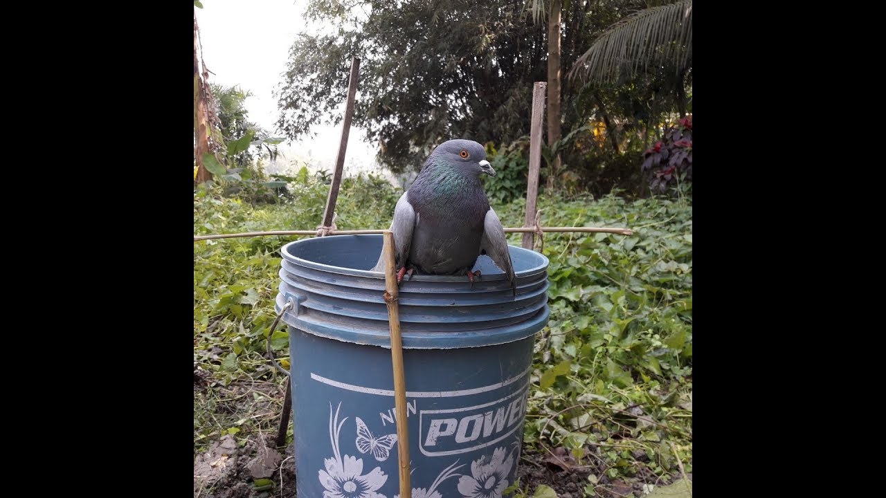 spectral dnc-n Using Old Bucket and Plastic Bottle For Making Awesome Bird Trap