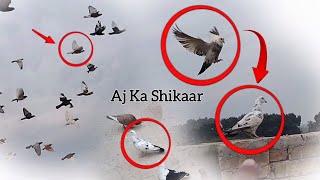 Kisi Ki Awara Kabotari Utri Hy 😍 | Kabotar Bazi Video | Pigeons Tips And Tricks | 