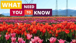 Abbotsford Tulip Festival | Tips Before You Go // Nat and Max screenshot 5