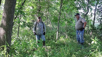 Mock Scrape with overhanging vine.