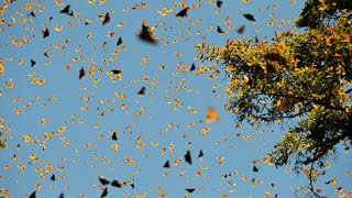 The Epic Migration of Monarch Butterflies Across North America Net Worth