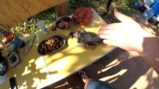 Приготовление дикого голубя - Вяхиря