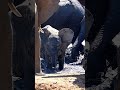 The Smartest Giant in the Animal Kingdom