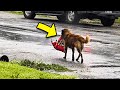 Mom Sees Dog Alone In Storm – What He&#39;s Carrying In His Mouth Makes Her Rush For Her Camera