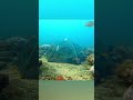 Sea Fishing Pro 🎣 | Extreme Saltwater Fishing Experience with Expert Crew