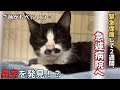 貧血と猫カビ治療中の猫、なんだか様子がおかしいので病院で診てもらった。【保護猫】