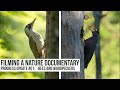 Filming A WILDLIFE Documentary: SPRING || Black & Green Woodpecker, Bees, Photography