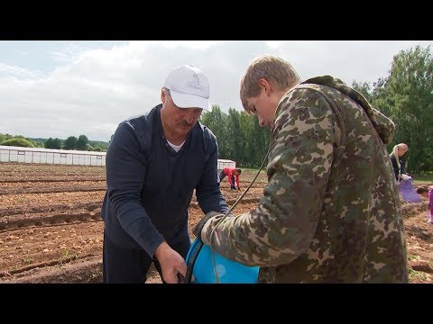 Лукашенко в субботу занимался уборкой картофеля на своем участке