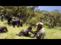 Wife thrown by silver back gorilla on honeymoon