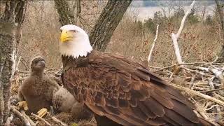 Decorah Eagles Mom Swallows A Fish Whole