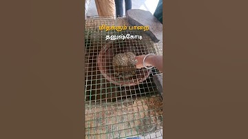 என்னது பாறை தண்ணில மெதக்குதா 😳 Floating Stone in Dhanushkodi #rameswaram #dhanushkodi #ramsetu