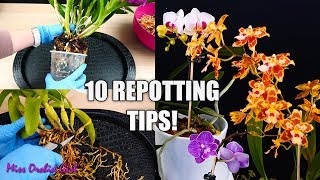 10 Tips for Repotting Orchids You Should Know! | Orchid Tips for Beginners