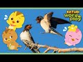 * Swallow * | Katuri Word Play | Learn Animals | Animals for kids to learn