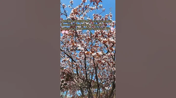 What does the #CherryBlossoms #symbolize? | Symbolized as  good fortune, love & affection #shorts - DayDayNews
