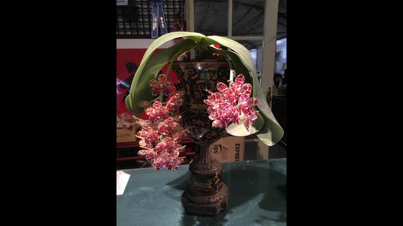 Норман Фэнг в прямом эфире! — Эпизод 113. Выращивание фаленопсиса гигантского и его гибридов