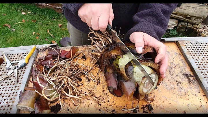 Ensete Maurelii (Red Banana) Propagation - DayDayNews