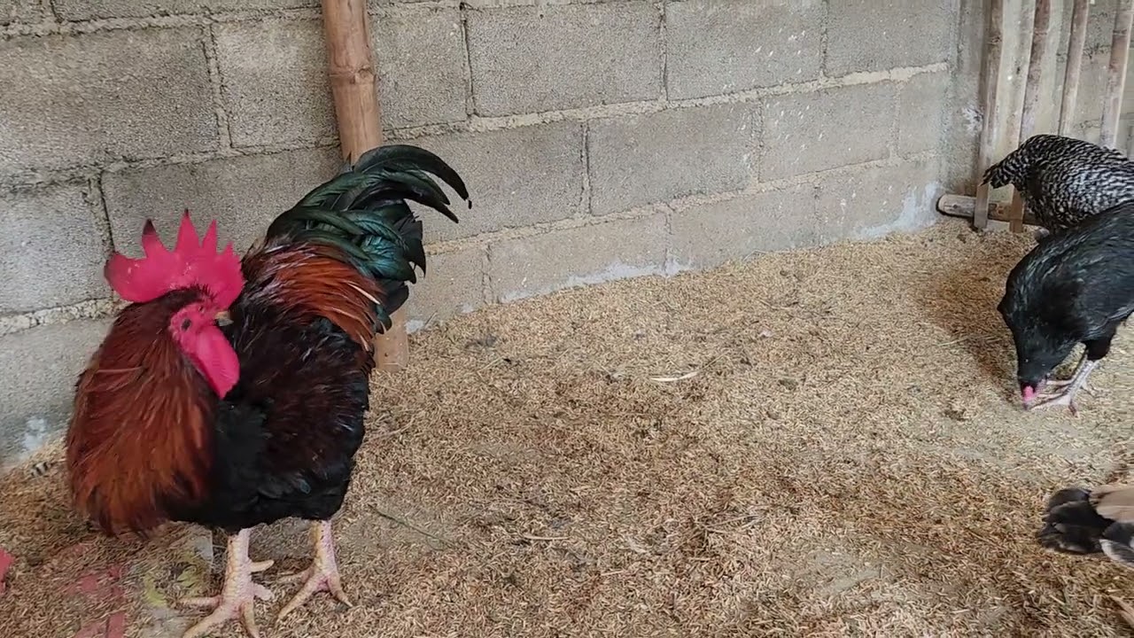 “1 Week Old Chick Growing Fast! 🐥 #ChickenGrowth”