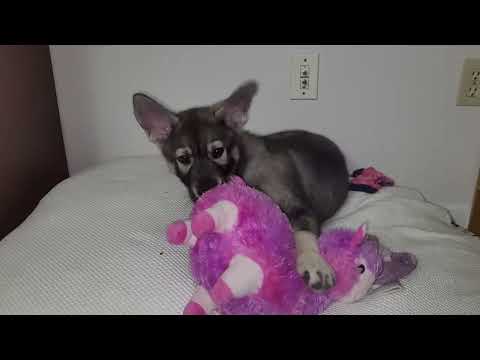 Cute German Shepherd Husky mix puppy playing with his first plushie toy. 2 months old dog.