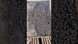 A Peek Inside the Hive: Queen Bee in Action#bees #beekeeping #honeybee #queenbee #nature #beehive