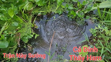 Liệt cần liên tục, gãy cần luôn khi cắm câu mồi cá bống | Săn bắt SÓC TRĂNG |