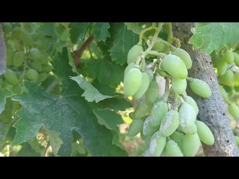 Video: Açık üzüm Bakımı
