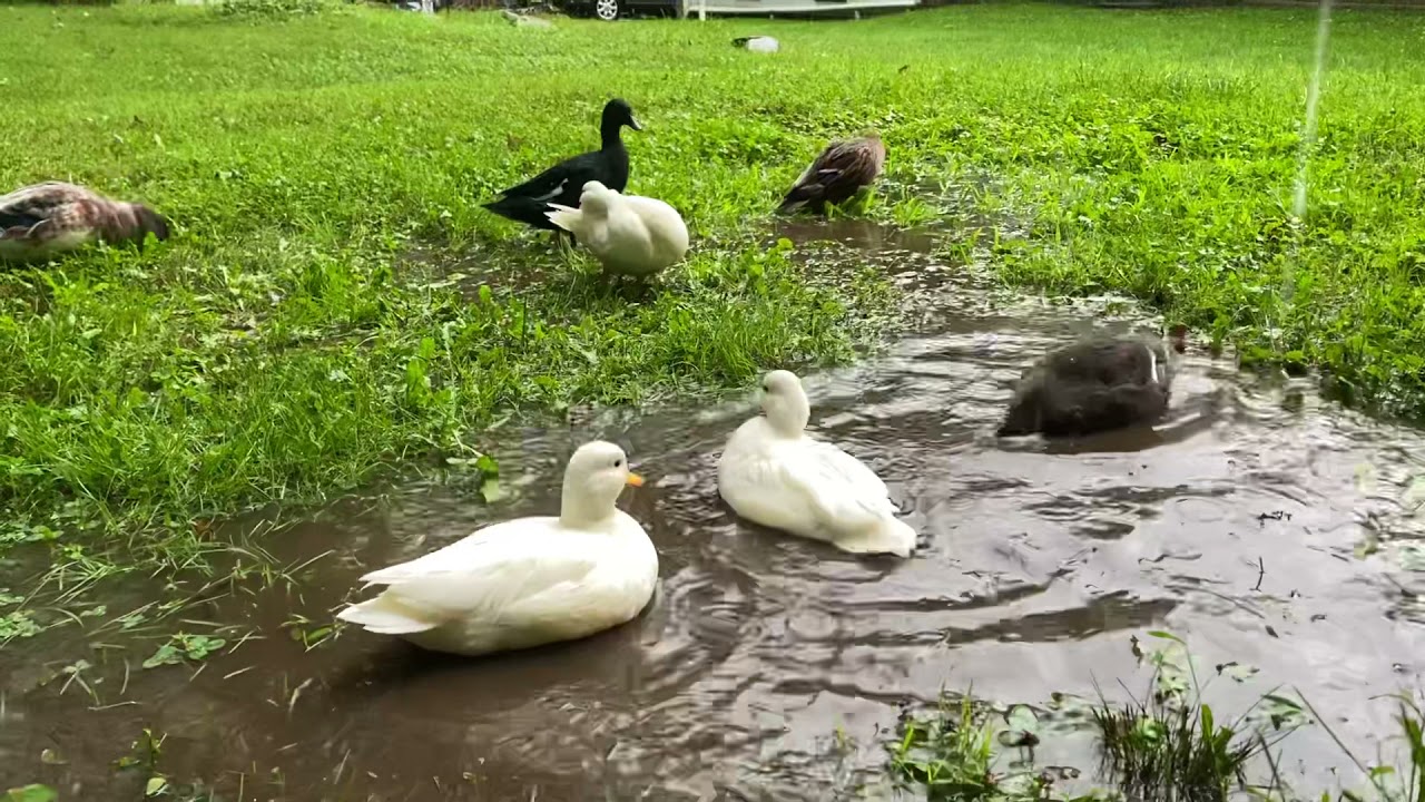 Call Ducks Playing in the Rain