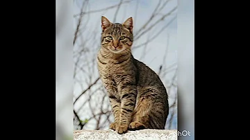 صوت قطة شرسة 
