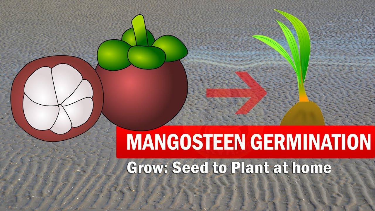 MANGOSTEEN SEED GERMINATION with results | How to grow Mangosteen Plant