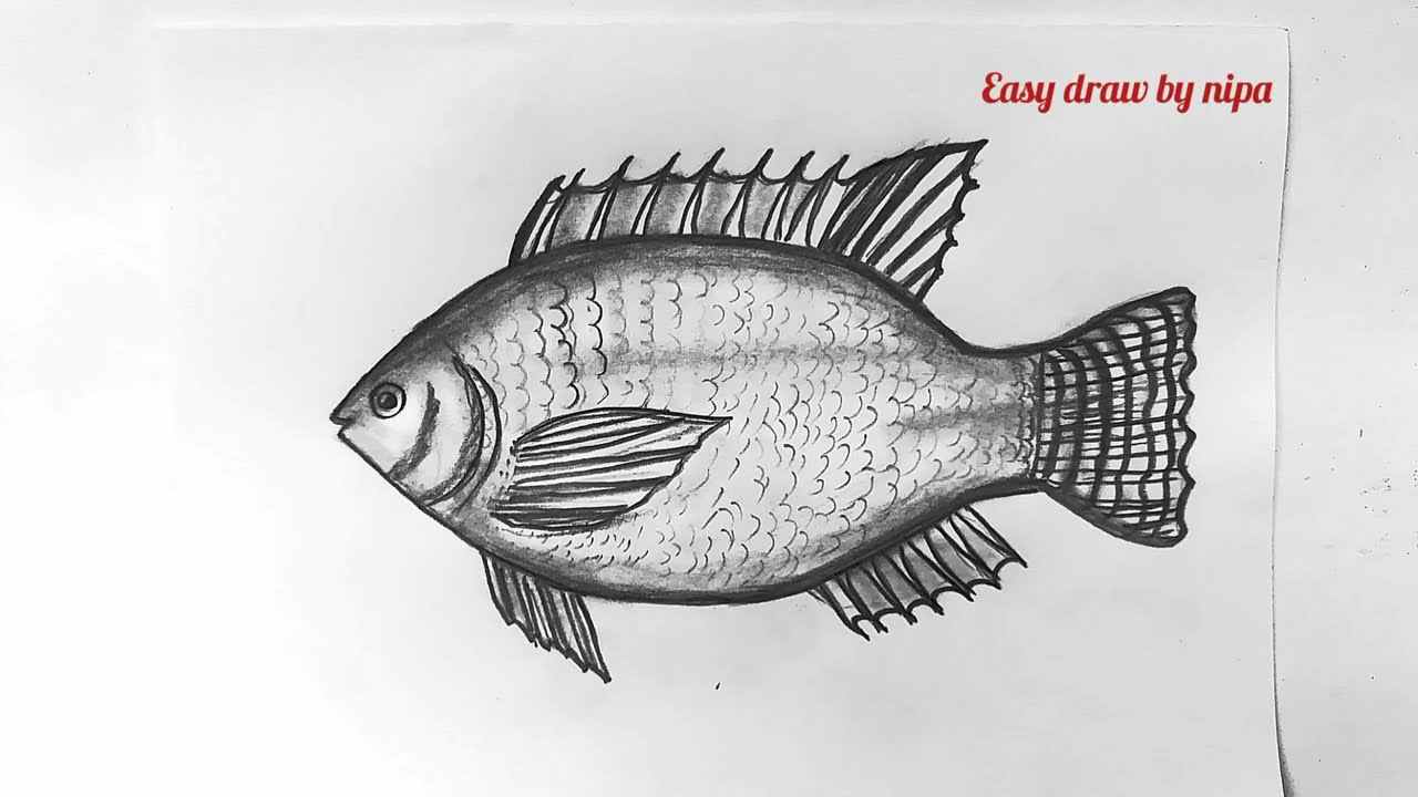 390+ Tilapia Illustrations, Royalty-Free Vector Graphics & Clip Art -  iStock | Tilapia fillet, Tilapia fish, Baked tilapia