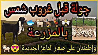 جولة قبل غروب الشمس بالمزرعة ?،مزارع الوفرة الكويت 