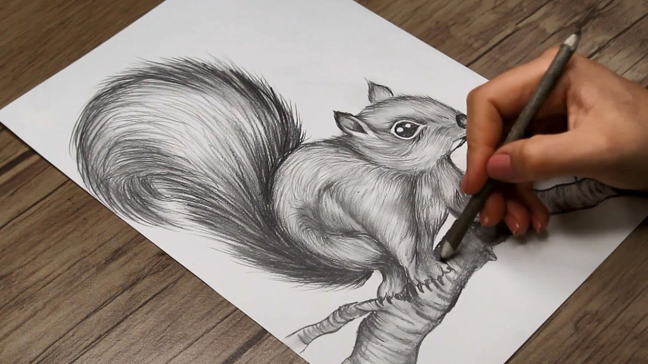 Digital Download Pencil Drawing of a Grey Squirrel Artwork - Etsy Australia