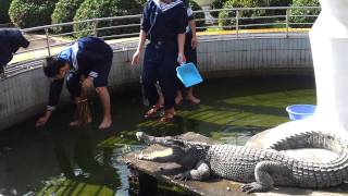 Помывка Крокодила