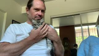 Purring 8 week old ragamuffin kitten by Gregory Bennett 131 views 2 years ago 1 minute, 22 seconds