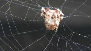 Cat spider closeup set 1 of 3 spider webbing web