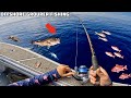 Florida Offshore Fishing for Grouper & Snapper!