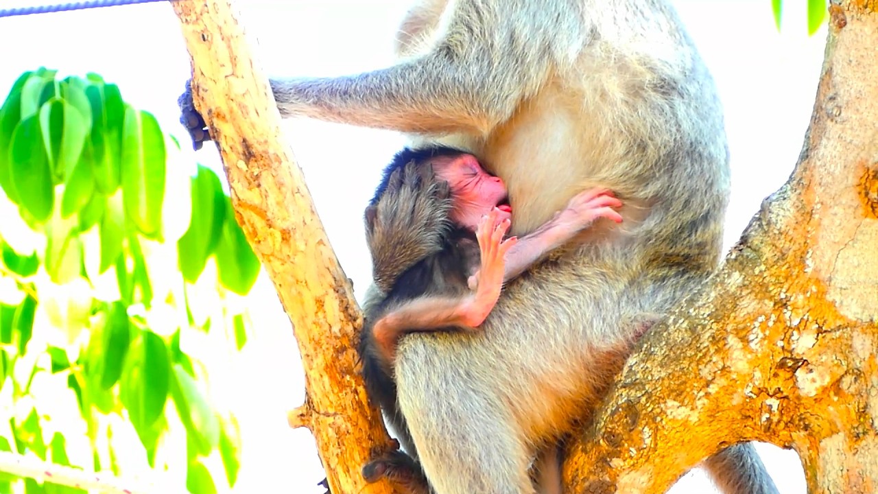 Exhausted Mom monkey & Newborn Resting on the tree