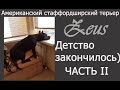 Детство амстаффа. Часть 2.