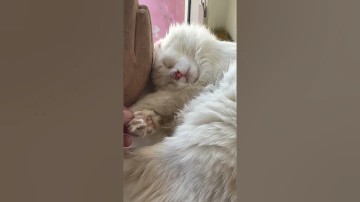 Video 8952021: maine coon kitten, happy maine coon