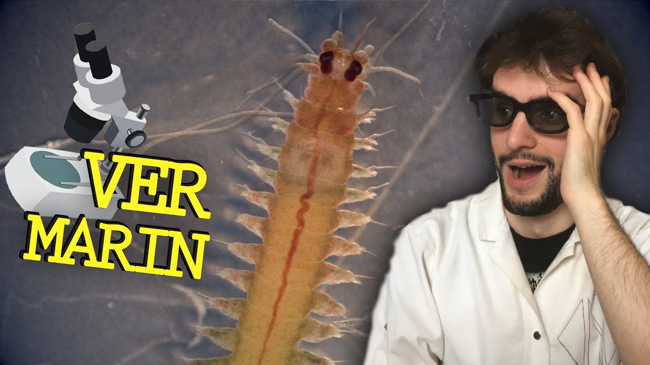 LES INCROYABLES VERS MARINS - Observation Microscopique #2