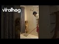 Dog Stands in the Corner While Man Mops the Floor || ViralHog