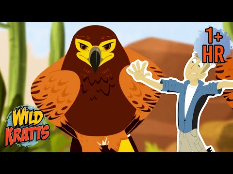 Feisty Jack Rabbit vs Hawk | Creature Battles | Wild Kratts