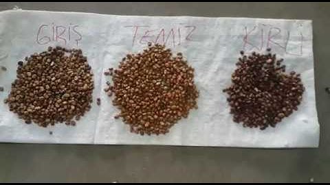 Faba bean Color Sorting in Egypt