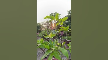 Quay lại cây Mai dáng lạ ôm đá|| Châu Ngọc vlog|| bonsai #bonsai