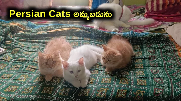 Video 11790361: quality persian cat, pets