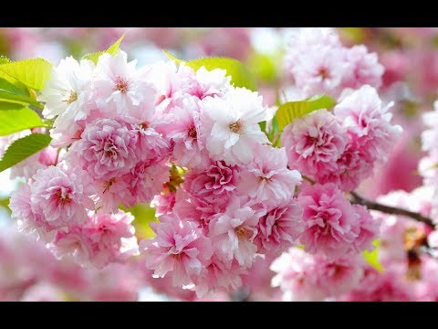 ЦВЕТУЩАЯ САКУРА В ЯПОНИИ #сакура #япония