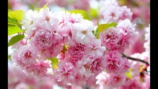 Цветущая Сакура В Японии #Сакура #Япония