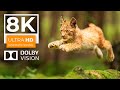 BEST VIDEOS 8K ULTRA HD 60FPS NATURAL WIDLIFE | with Realistic Cinematic Sound (color dynamic)