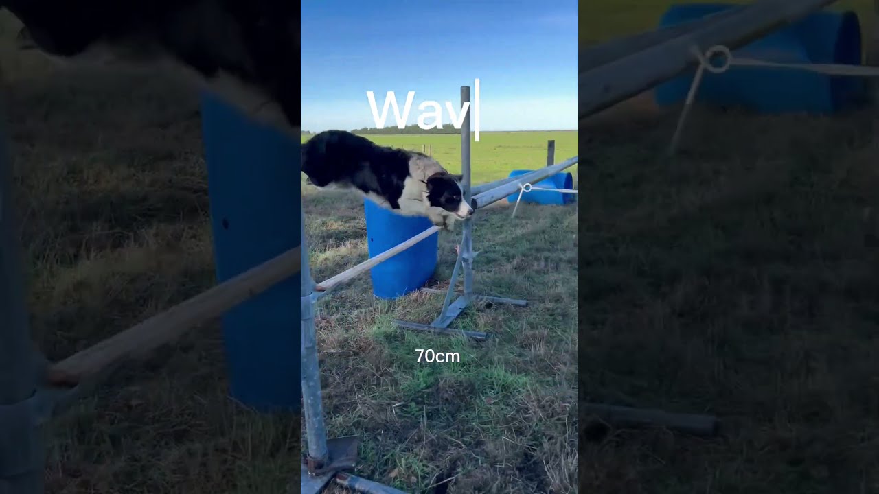 Who Can Jump Bigger Part 2 Viral Horse Jumping Cute Equestrian Dog