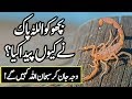 Benefits of scorpions in urdu  amazing animals  bicho ko allah ny kion peda kia